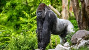 Read more about the article We found out why gorillas have such small penises