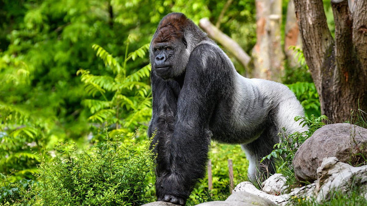 You are currently viewing We found out why gorillas have such small penises