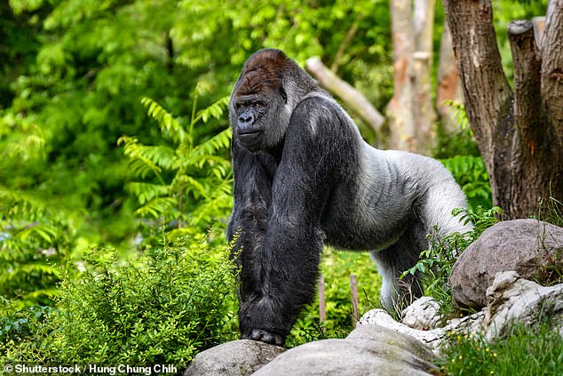 You are currently viewing Why gorillas have such small penises: Scientists uncover genetic mutation behind apes’ ‘modest’ 1.1in genitalia – and it could explain why some men are infertile