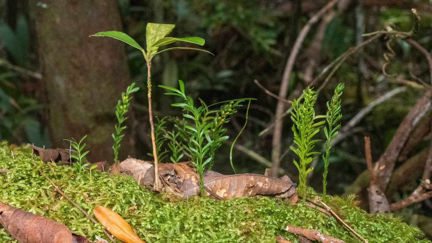 Read more about the article World’s largest genome found in tiny fern: ‘Breaks all records’