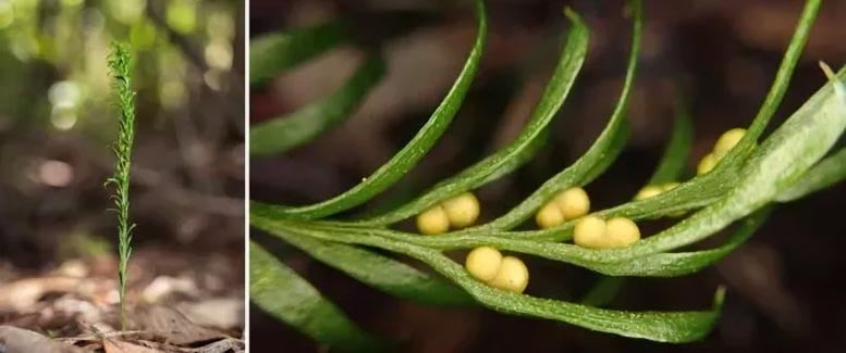 The small fern has the largest genome