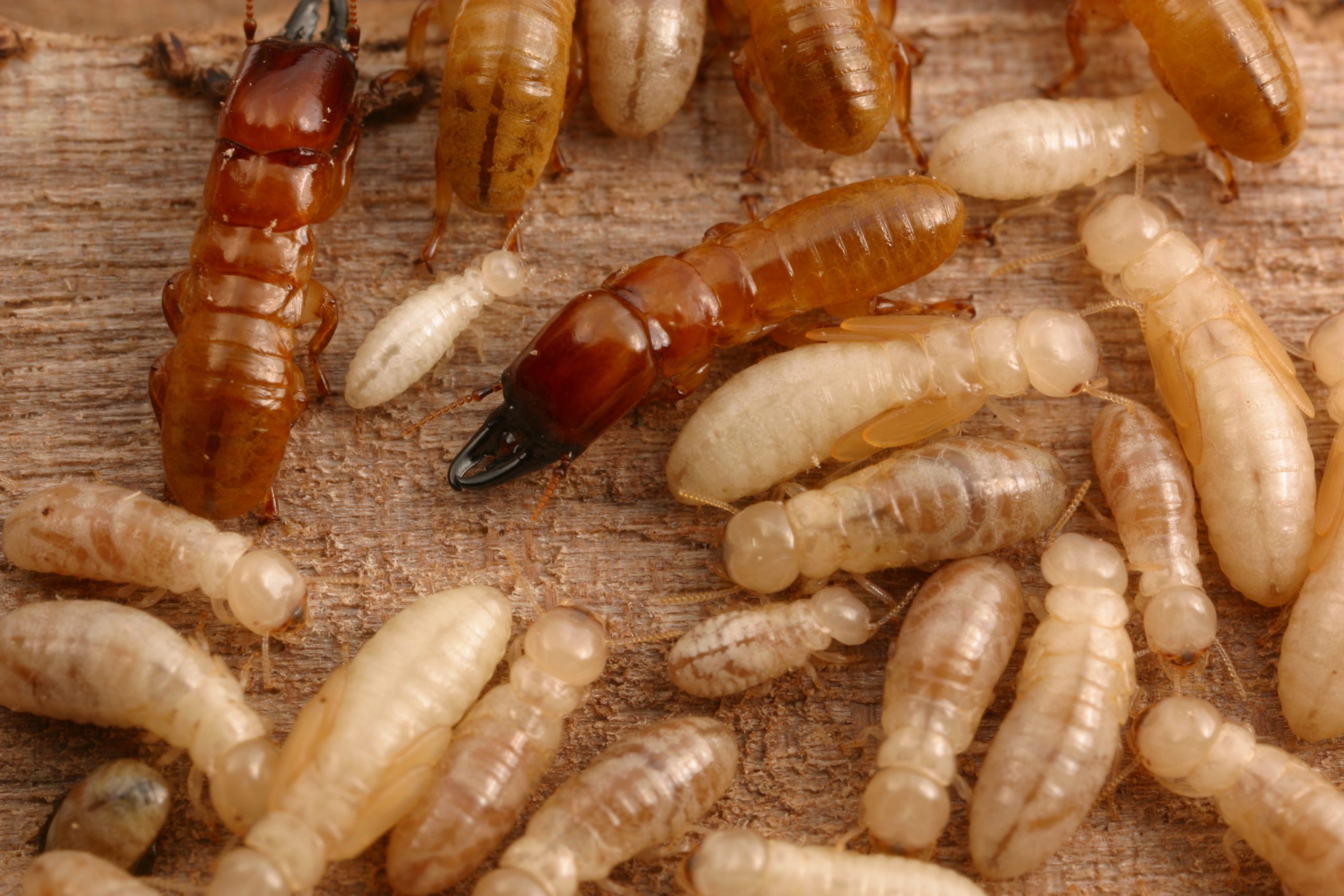 Read more about the article 95% success rate: Scientists develop a new, more effective and non-toxic way to kill termites