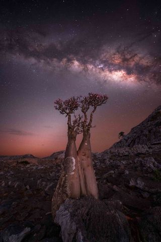 The Milky Way photographed above a bottle tree on the island of Socotra, Yemen.