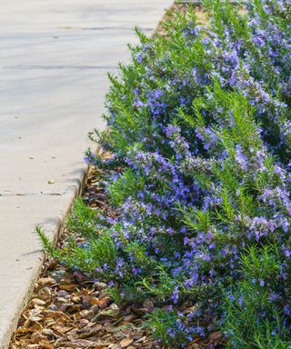 rosemary plants edging path