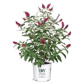 Proven winner Miss Molly Buddleia 2 Gal, pink and red color