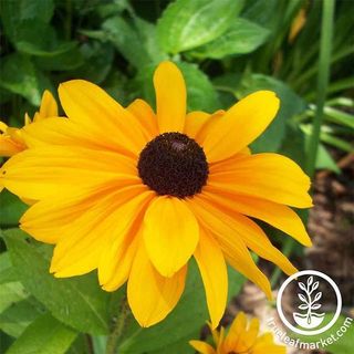 Rudbeckia seeds - Black-eyed Susan