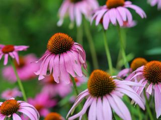 purple cones