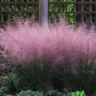 Pink Grass Muhly