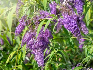 butterfly bush (buddleia)