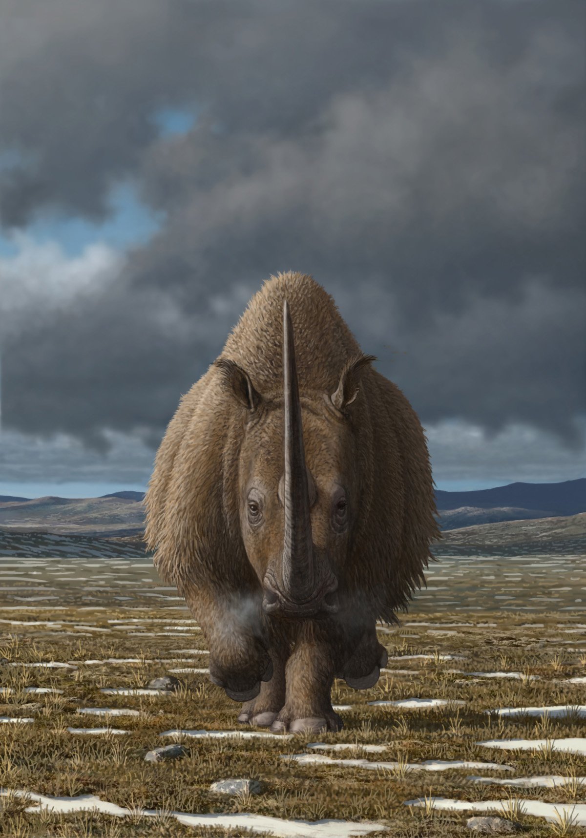 Read more about the article Solving an old mystery: Paleontologists shed new light on the extinction of the woolly rhinoceros