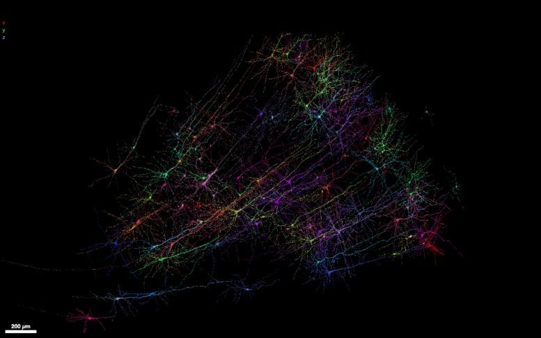 A snapshot of human neurons