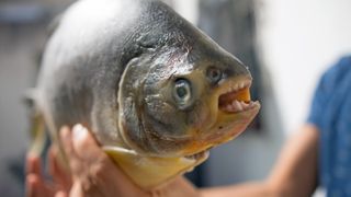 Close-up of a paku showing its human teeth