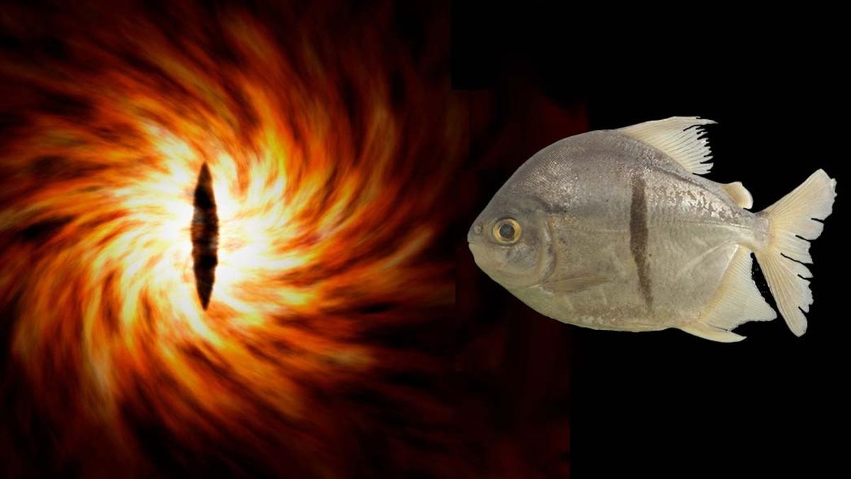 Read more about the article New piranha-like fish with ‘human teeth’ and Eye of Sauron markings discovered deep in the Amazon