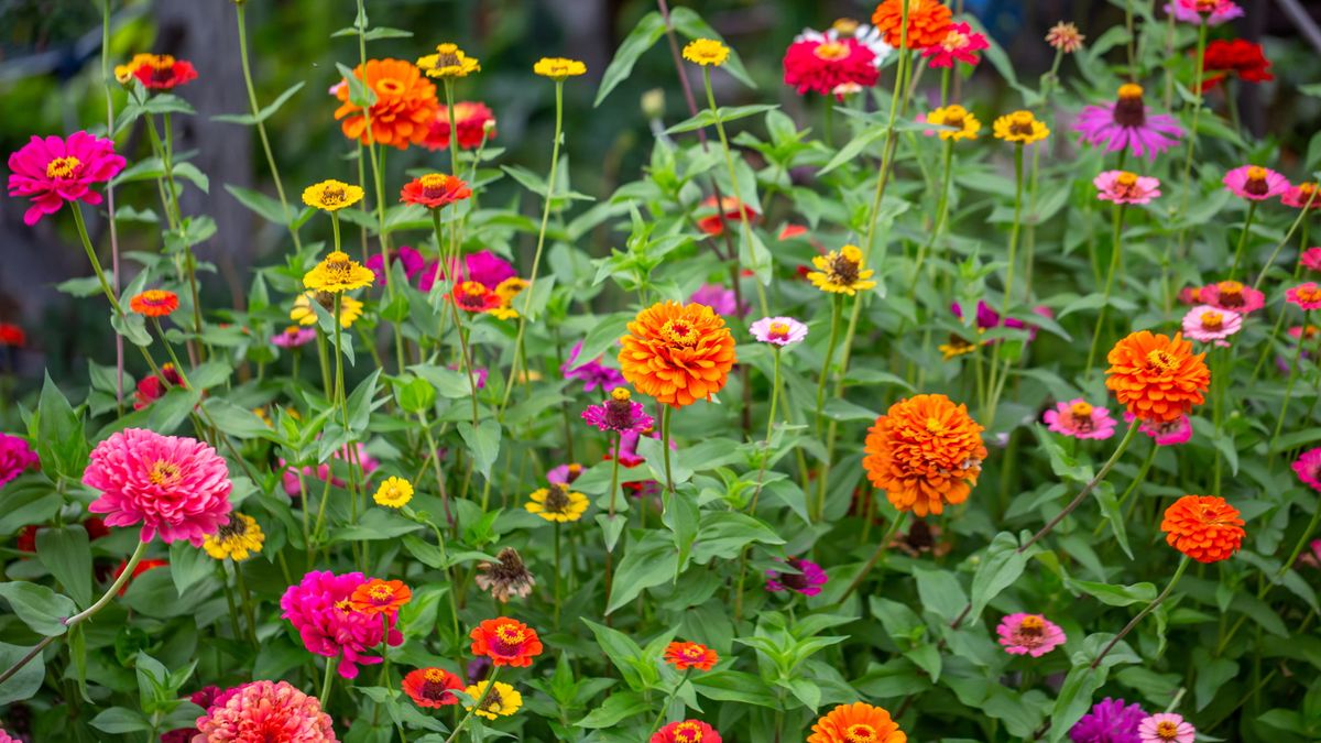 Read more about the article I am a professional gardener and this growing trick has been proven to increase zinnia blooms