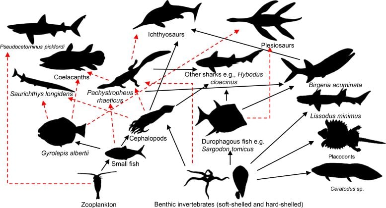 Rhaetian food web of the Bristol Archipelago