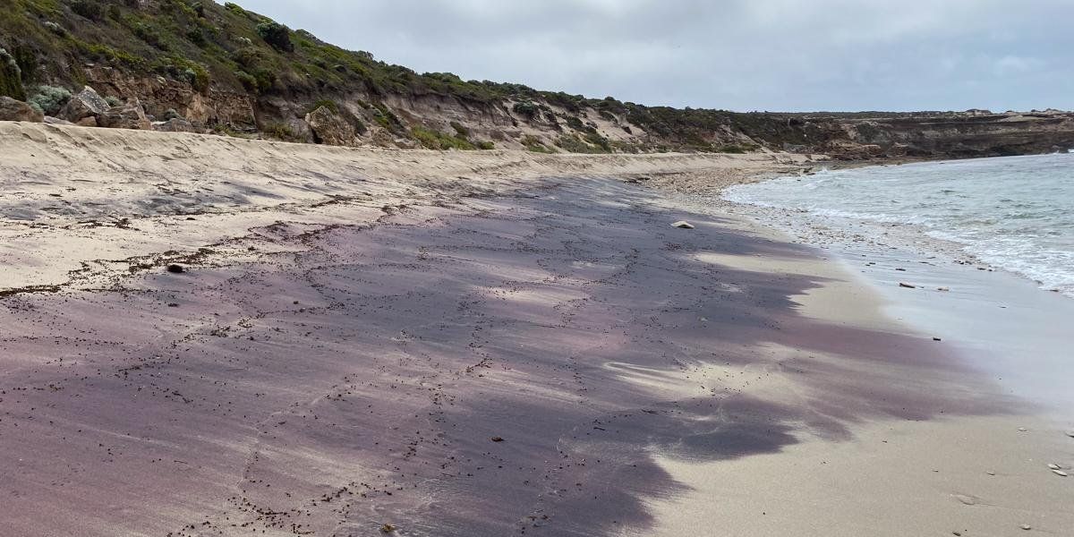 You are currently viewing Australia’s mysterious pink sands reveal hidden structures thousands of kilometers away