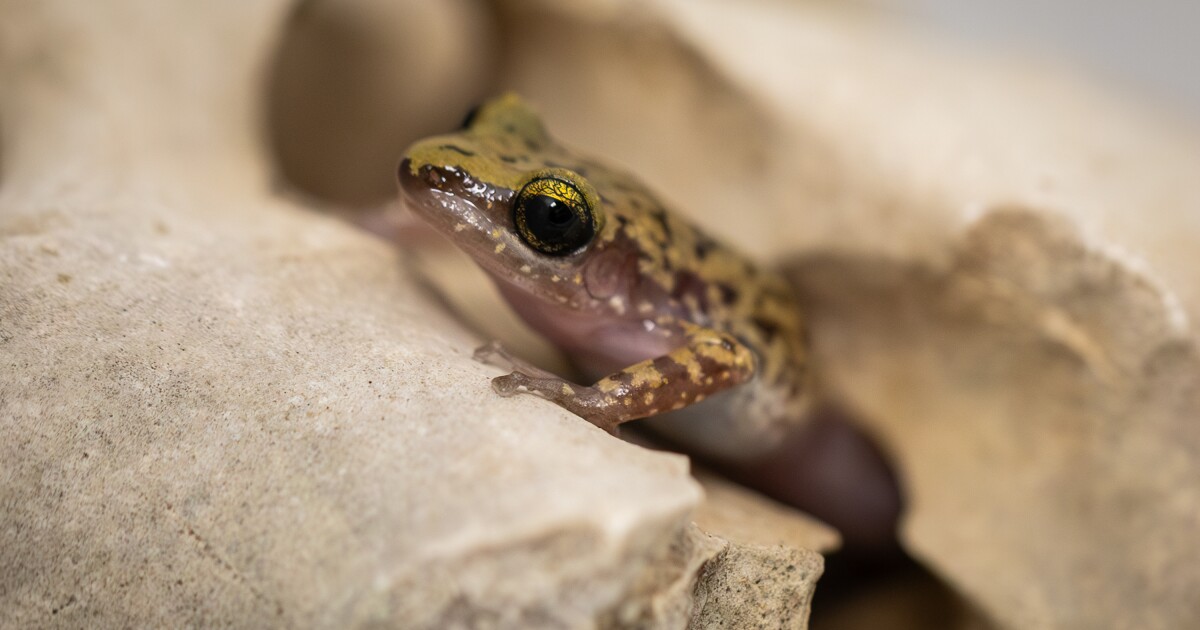 You are currently viewing Meet Austin’s Chirping Frogs.  They are everywhere, but you never see them.