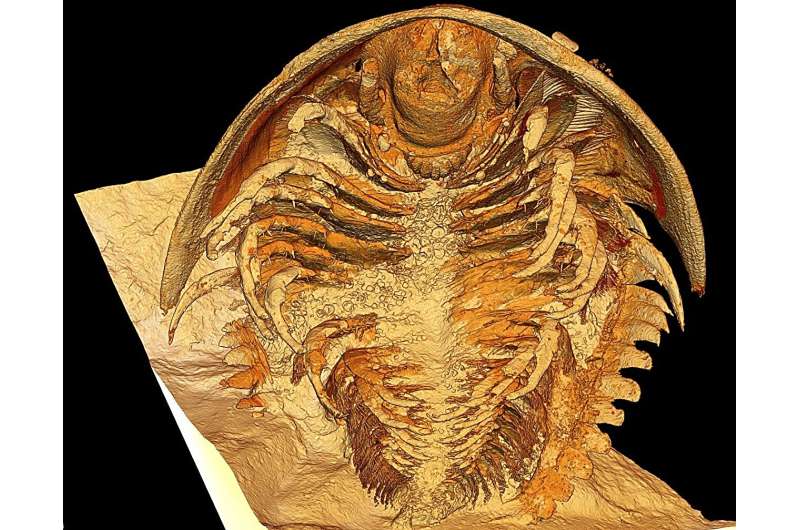 Prehistoric Pompeii discovered: Pristine trilobite fossils ever found shake up scientific understanding of long-extinct group