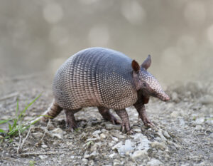 Read more about the article The state mammal of Texas is getting a new name