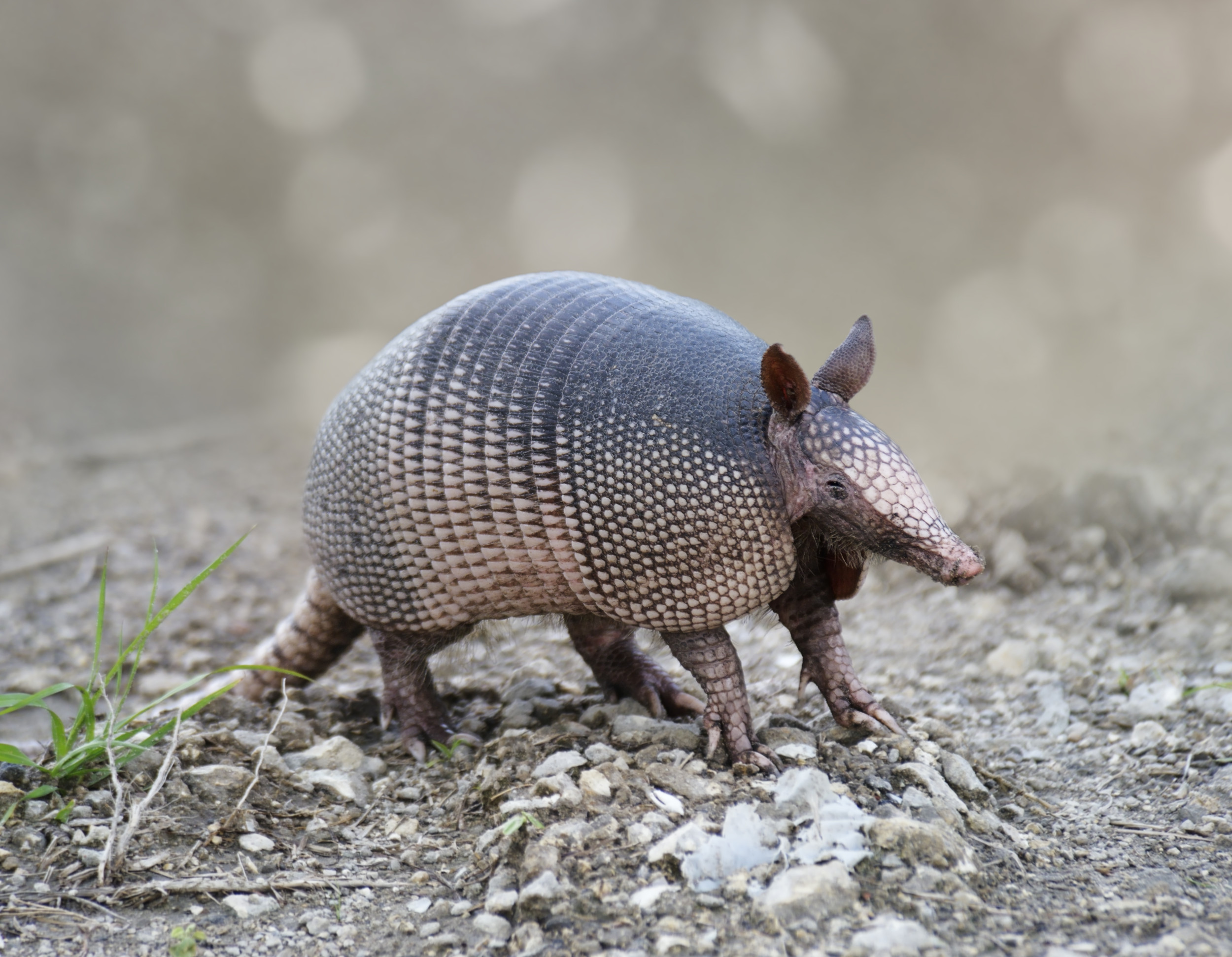 You are currently viewing The state mammal of Texas is getting a new name