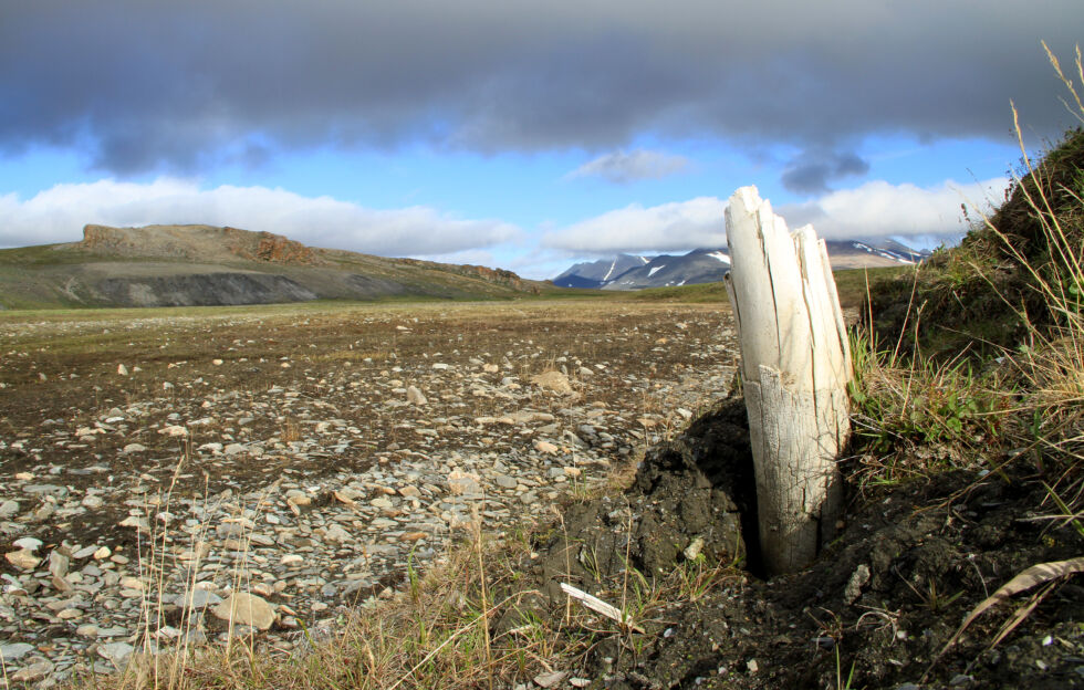 Wrangel Island, north of Siberia, has extensive tundra.