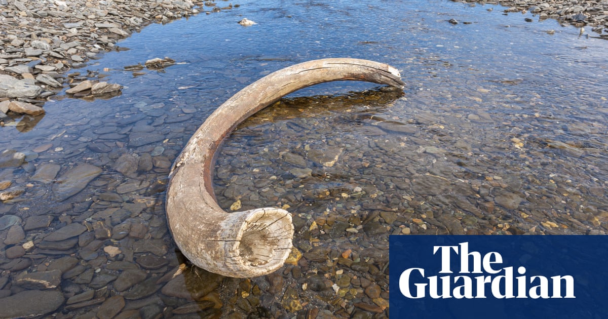 You are currently viewing A freak event likely killed the last woolly mammoths, scientists say