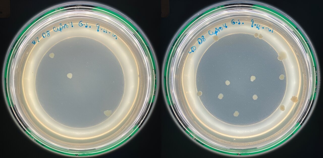 You are currently viewing A new weapon in the battle against antibiotic resistance: temperature