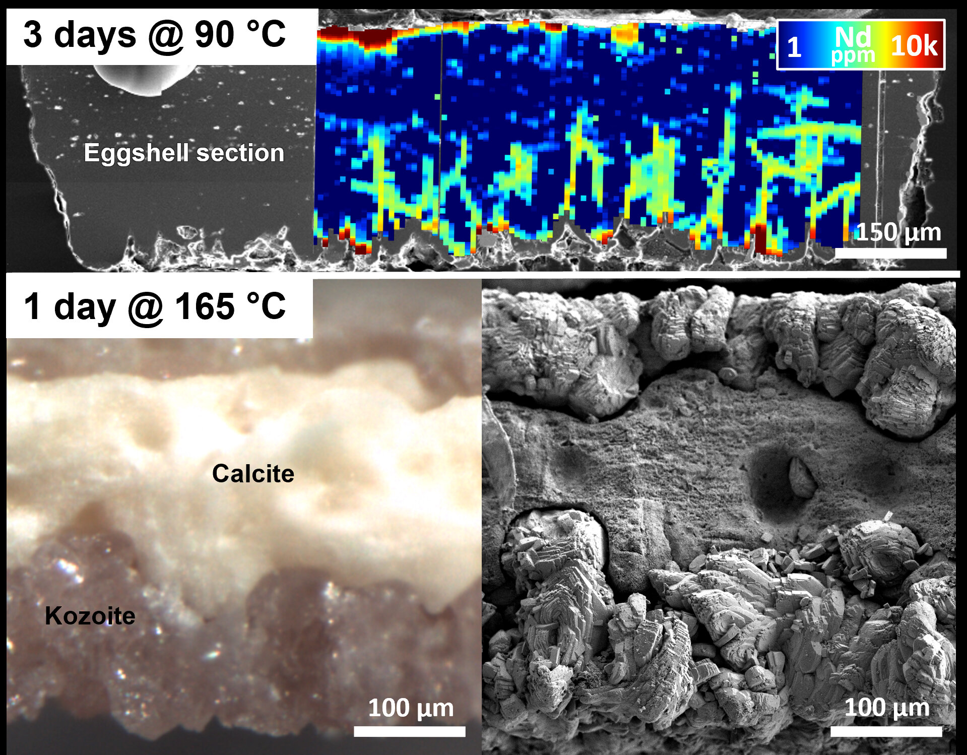 You are currently viewing Amazing discovery: Waste eggshells can regenerate rare-earth elements needed for green energy