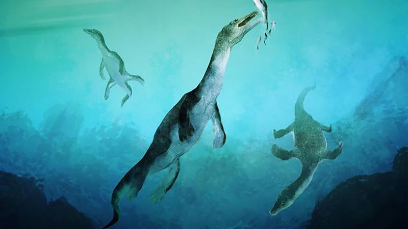 You are currently viewing Ancient reptile fossils shed new light on early marine evolution |  CNN