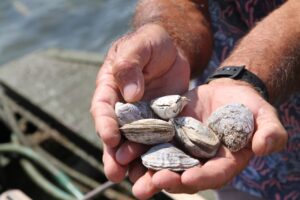 Read more about the article Are oysters the key to stopping climate change?  These coastal Alabama residents think so.