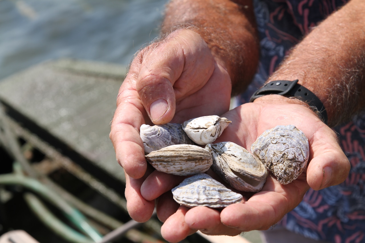 You are currently viewing Are oysters the key to stopping climate change?  These coastal Alabama residents think so.