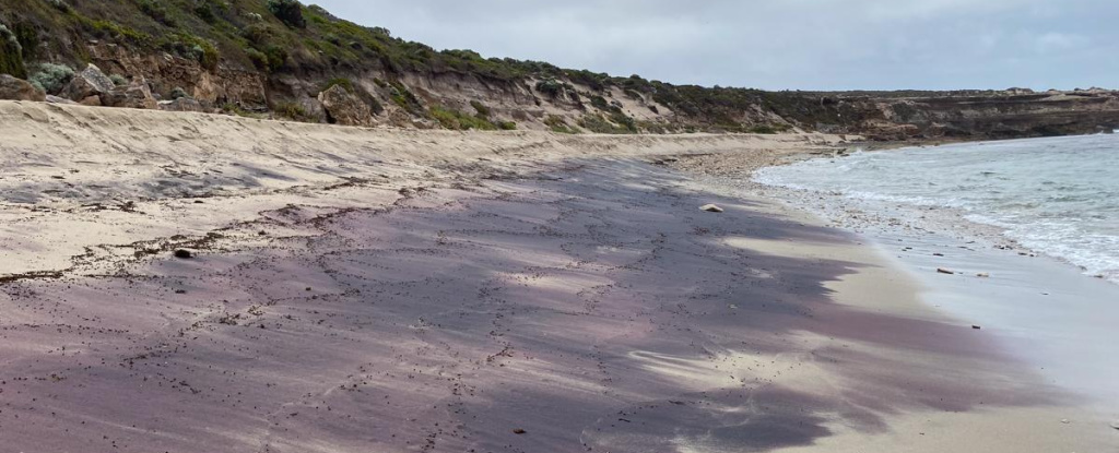 Read more about the article Australia’s mysterious pink sands reveal hidden Antarctic mountains