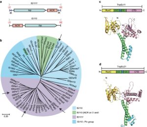 Read more about the article Beyond CRISPR: seekRNA provides a new route to precise gene editing