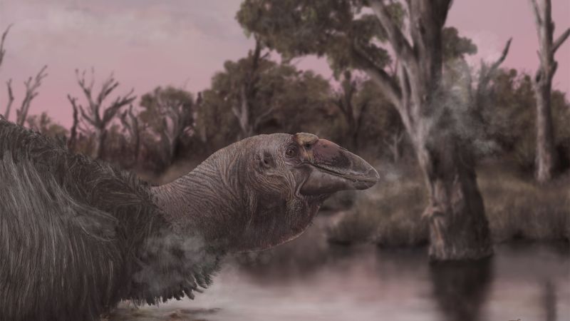 Read more about the article Extinct ‘thunderbird’ from Australia was a giant goose, skull reveals |  CNN