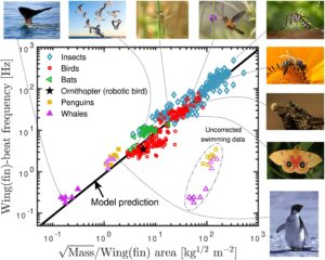 Read more about the article Flapping frequency of birds, insects, bats and whales predicted by body mass and wing area alone