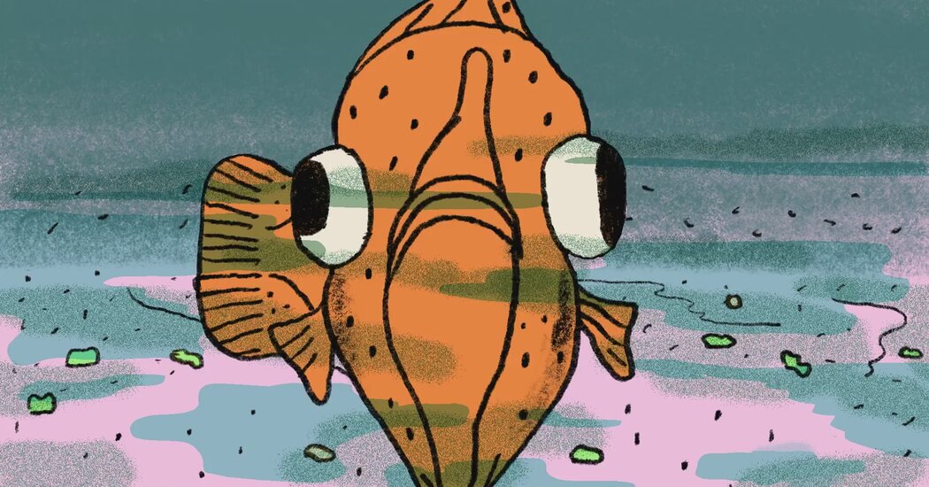 Read more about the article How Flounder ended up with an epic side-eye