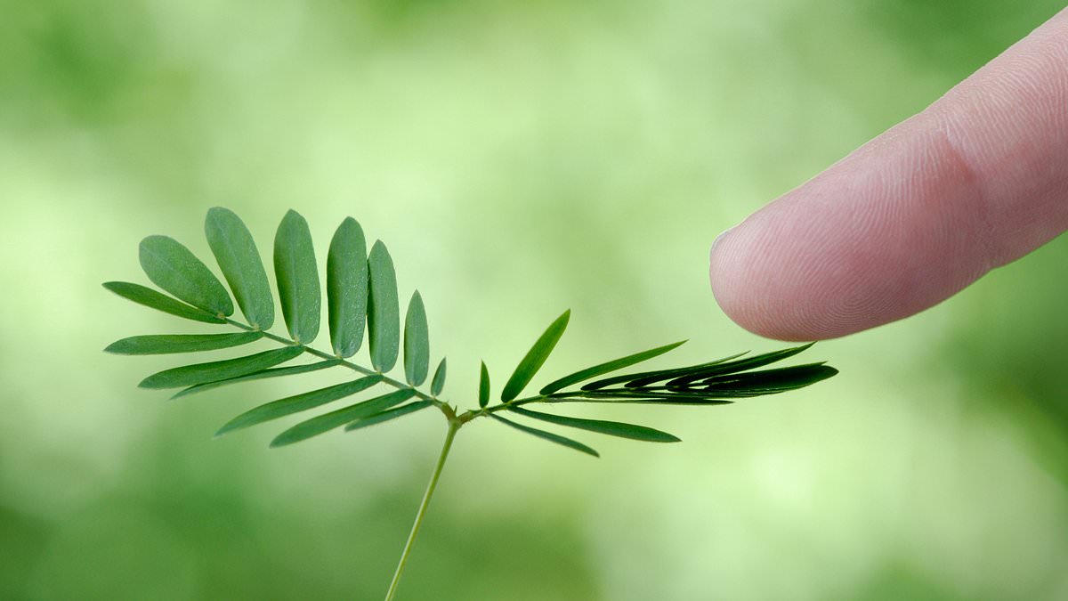 You are currently viewing I am a scientist – and I believed that plants were CONSCIOUS