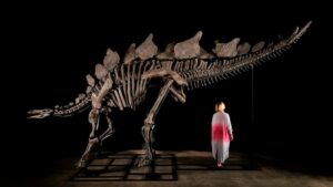 Read more about the article Largest stegosaurus fossil ever found to be auctioned by Sotheby’s in New York