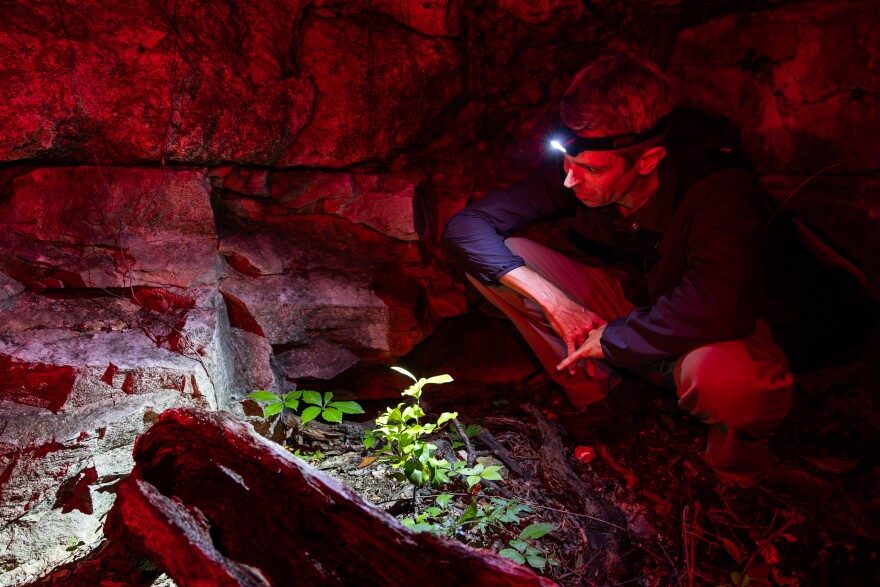 A man with a headlamp on squats in the dirt.  There is a large rock formation behind it and some greenery in front of it.  Look for little frogs.