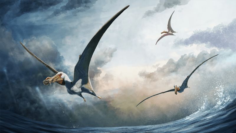 Read more about the article New pterosaur species discovered by Australian farmer |  CNN