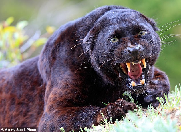 Read more about the article Proof that the Beast from Cumbria exists?  Scientists find DNA of big cats on wild sheep in the Lake District