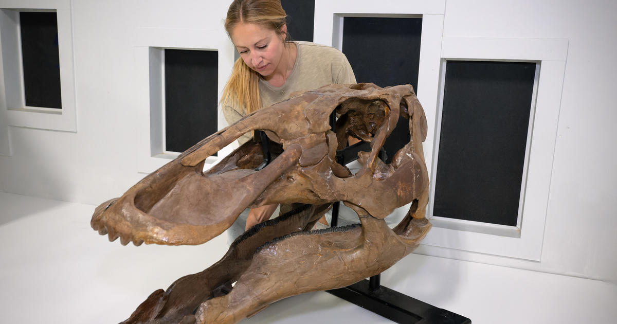 You are currently viewing Rare juvenile T. rex fossils discovered by children in North Dakota will go on display at a Denver museum