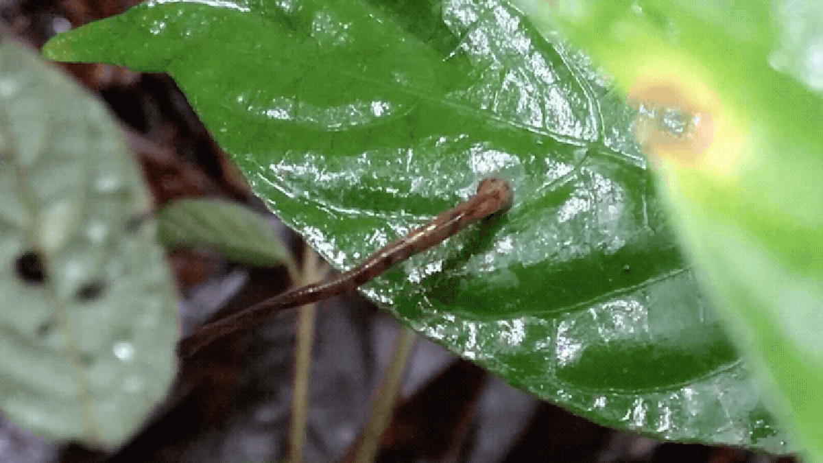 Read more about the article Recently confirmed jumping leeches are the worst fear you didn’t know you had