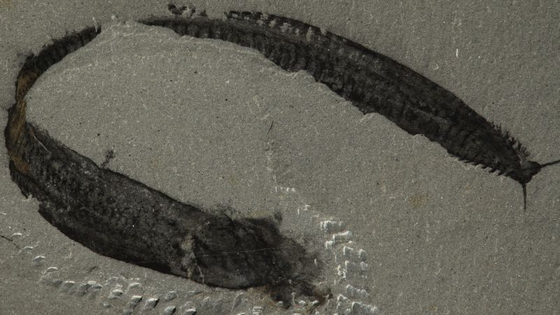 You are currently viewing Reversal of famous fossil reveals our earliest vertebrate ancestor, scientists say |  CNN