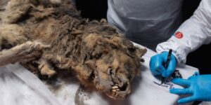 Read more about the article Scientists check 44,000-year-old frozen wolf for ancient viruses