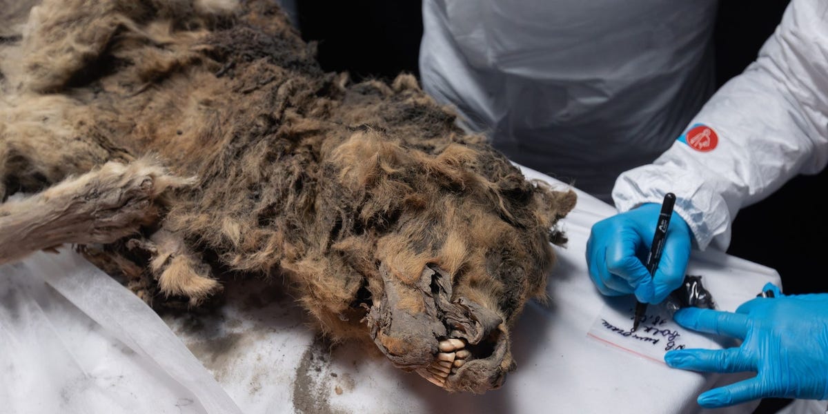 You are currently viewing Scientists check 44,000-year-old frozen wolf for ancient viruses