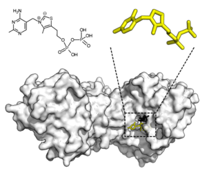 Read more about the article Scientists create algorithm to design improved enzymes