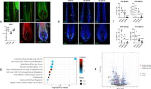 Read more about the article Scientists discover surprising link between ancient biology and limited human hair growth