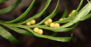 Read more about the article Scientists have discovered the largest known genome in a small plant