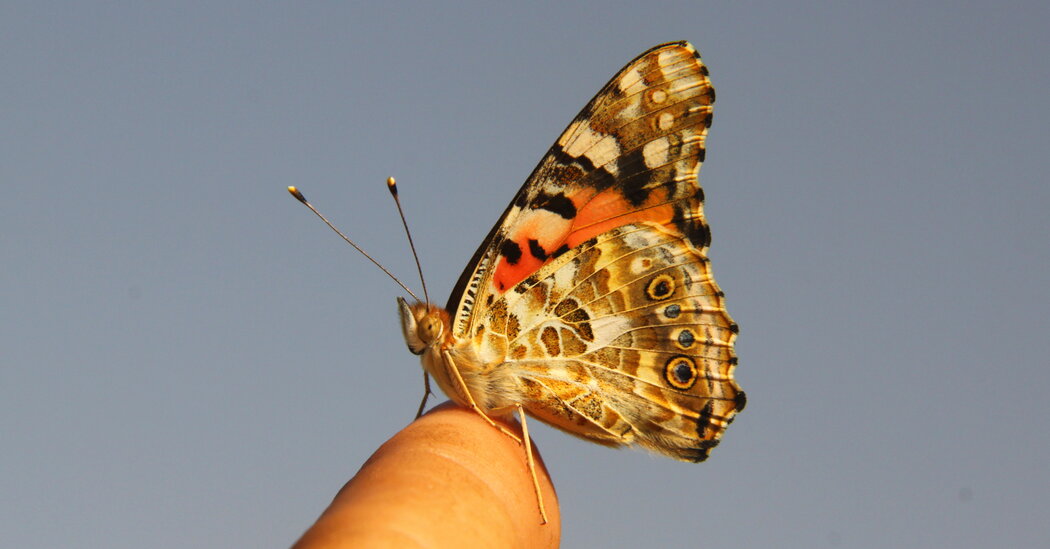 You are currently viewing Scientists have found the first evidence that butterflies have crossed an ocean